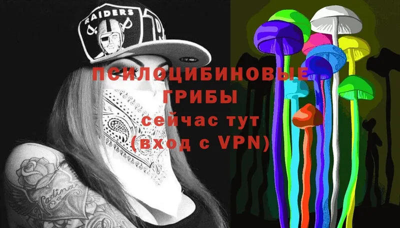 Псилоцибиновые грибы Psilocybe  Бежецк 